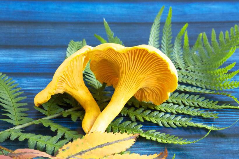 Two Yellow Chanterelle Mushrooms.