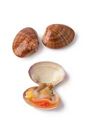 Various Clams - Some In Their Closed Shell and Some Open Shells.