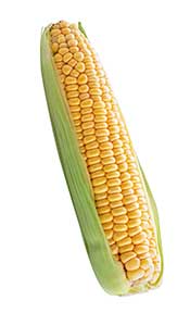 Corn on the Cob Surrounded By Green Outer Leaf.