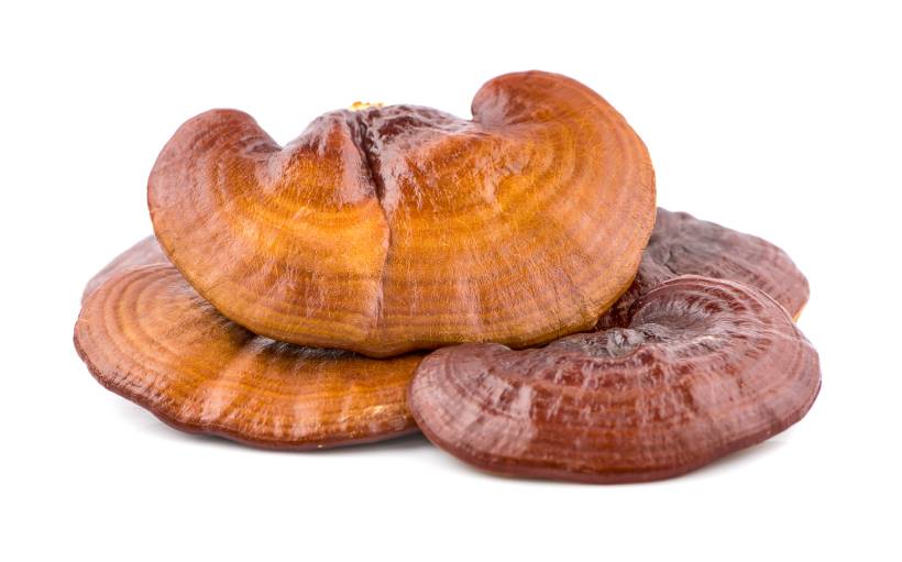 Three Large Dried Reishi Mushrooms.