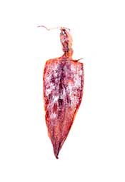 A Squid That Has Been Dried.