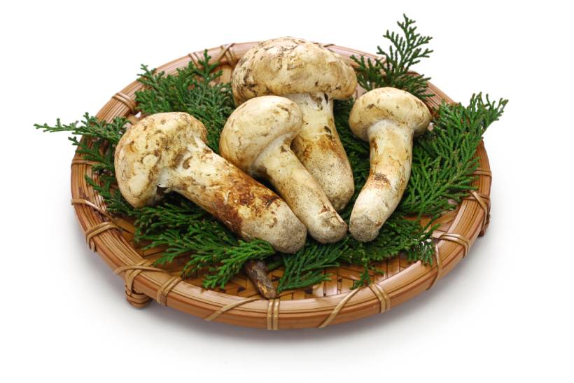 Raw Matsutake Mushrooms On a Plate.