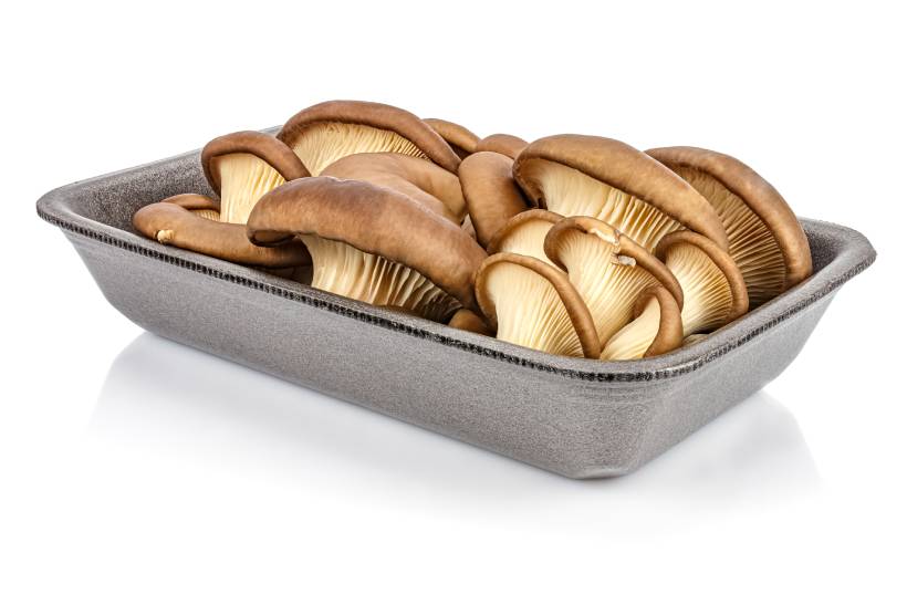 Oyster Mushrooms