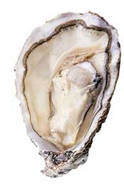 An Oyster Within Its Shell.