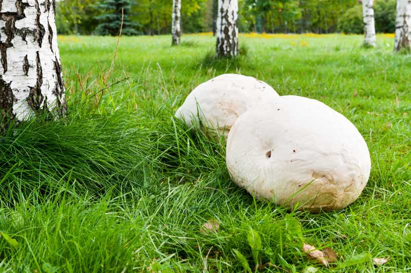 Giant Puffball Mushrooms Growing On Grassy Land In a Park.