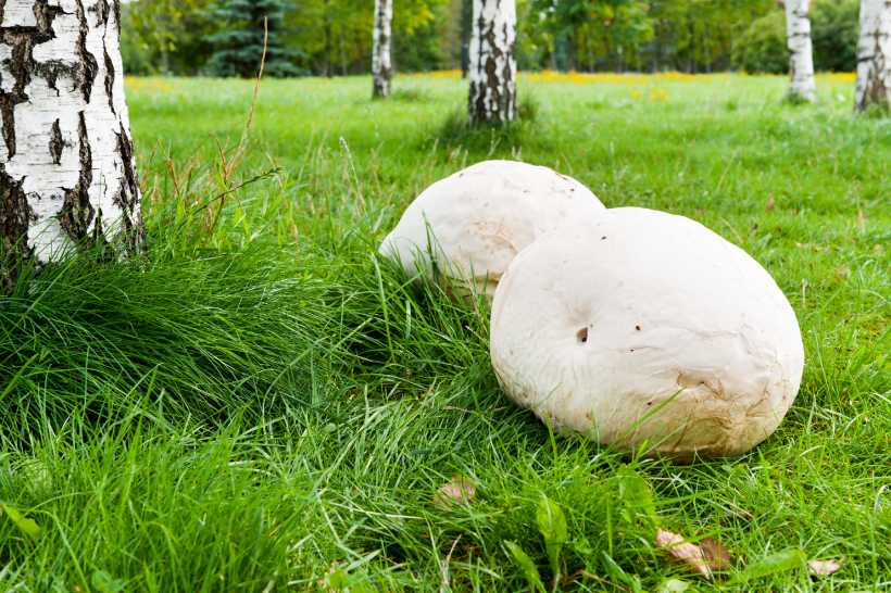 Two Giant Puffball Mushrooms Growing On Grassy Land In a Park.