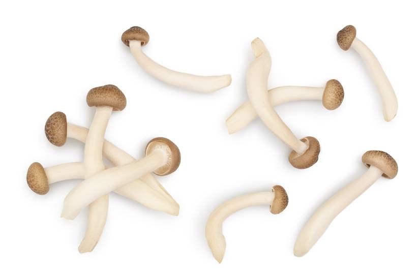 Shimeji Mushrooms Laid Flat.