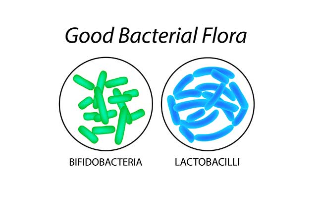 The Beneficial Gut Bacteria In Cottage Cheese - Bifidobacteria and Lactobacillus.