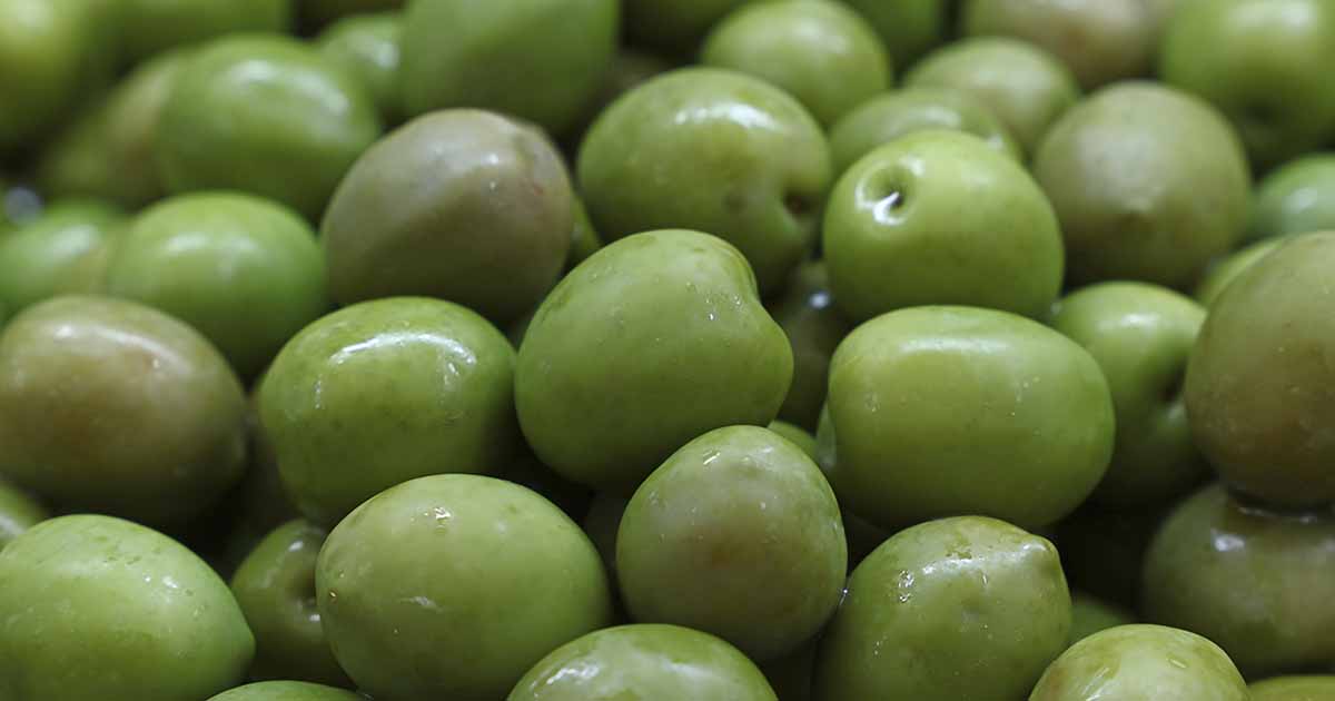 Castelvetrano Olives The World s Tastiest Olive Nutrition Advance Castelvetrano Olives The World s Tastiest Olive Nutrition Advance