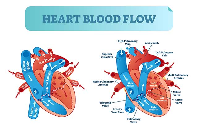 Diagram Showing Blood Flow To and From the Heart.