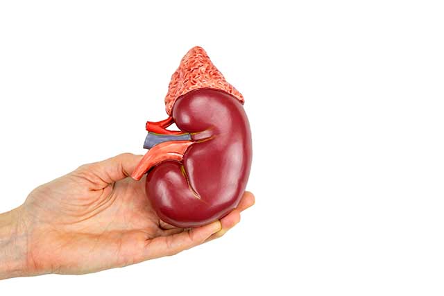 A Hand Holding a Model of a Human Kidney.