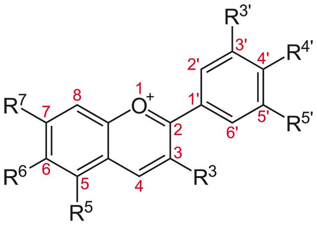 The Structure of Anthocyanidine.