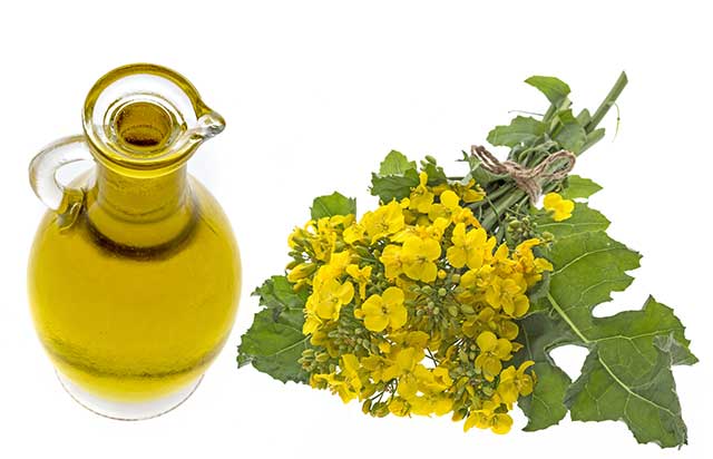 Canola (Rapeseed) Oil In a Glass Jug.