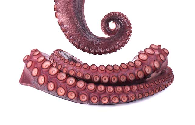 Cooked Octopus Tentacles.