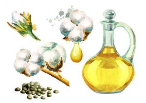 A Jar of Cottonseed Oil Next To Cottonseed Plants and Seeds.