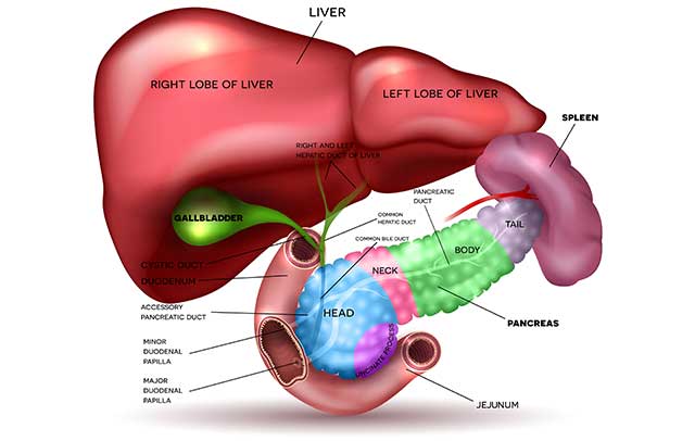 A Diagram Showing the Location of the Liver, Pancreas and Spleen.