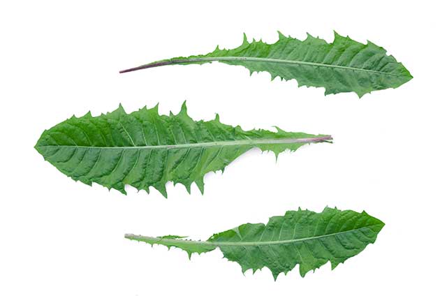 Three Dandelion Leaves On a White Background.