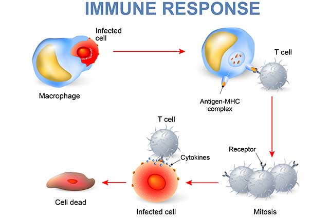 Illustration Showing the Immune Response Process,