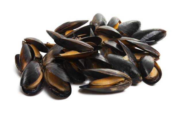 A Pile of Mussels.