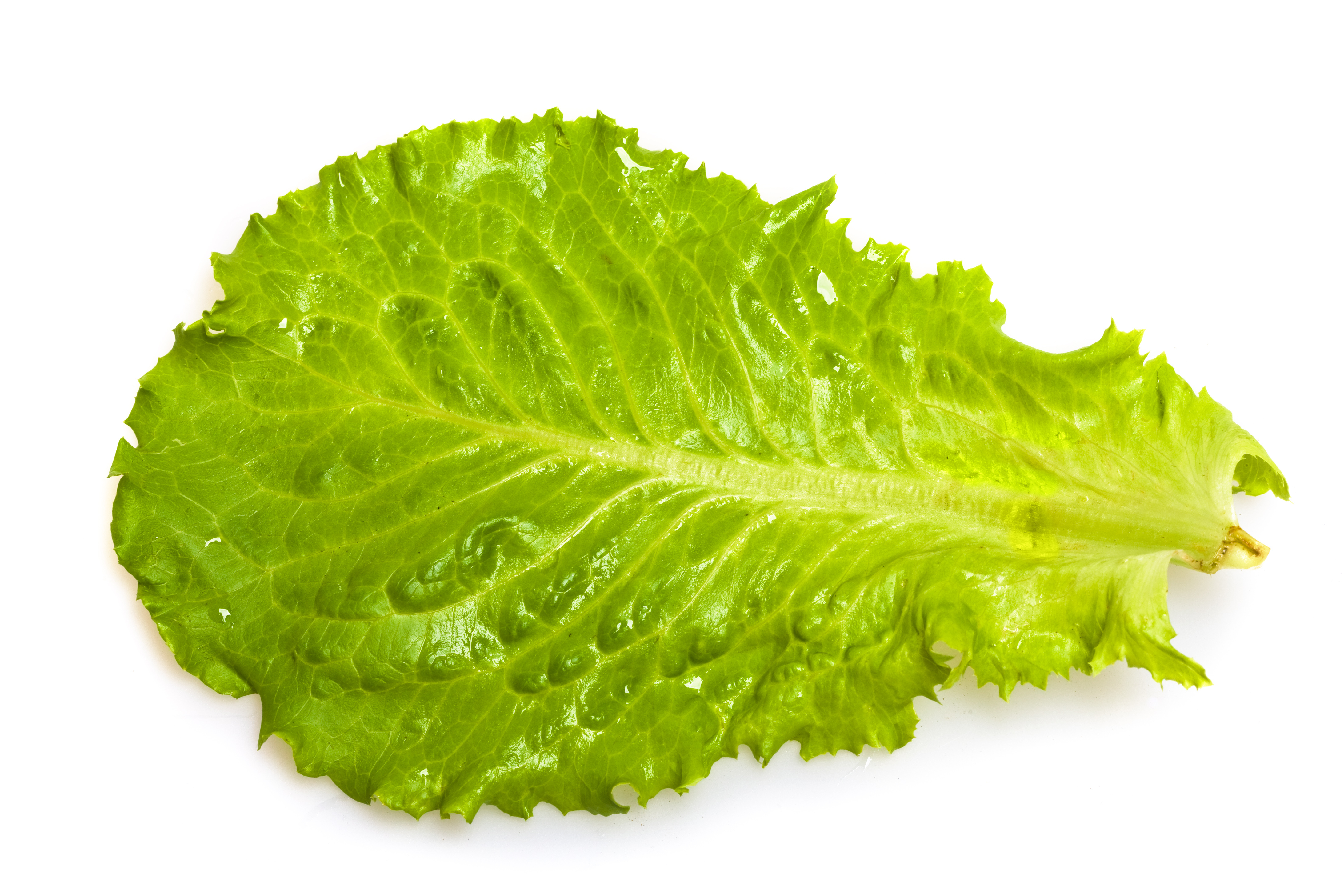 A Large Romaine Lettuce Leaf.