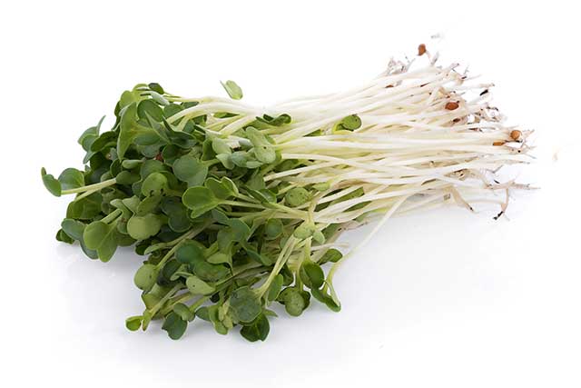 A Bunch of Watercress Microgreens.