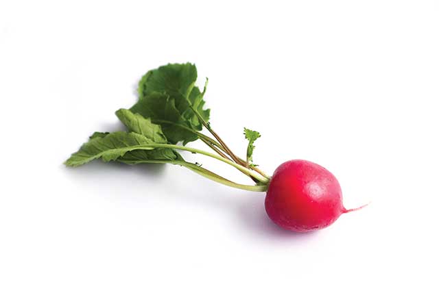 A Whole Radish Still Attached To Green Radish Leaves.