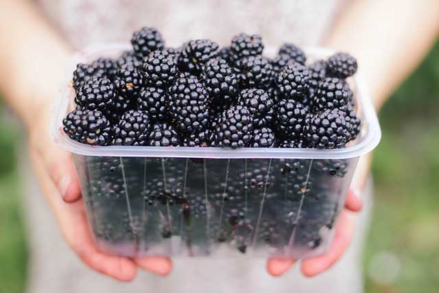 Female Hands Holding a Large Clear Punnet of Blackberries.