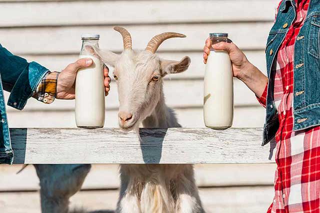 A Farmer Holding Goat Milk Standing Next To a Goat.