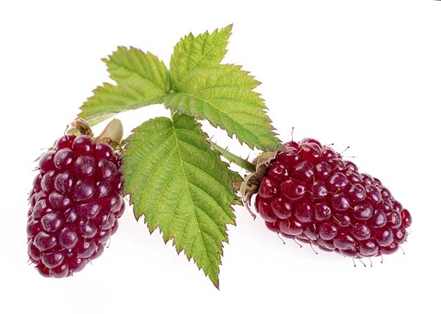 Loganberries Attached To Their Leaves.