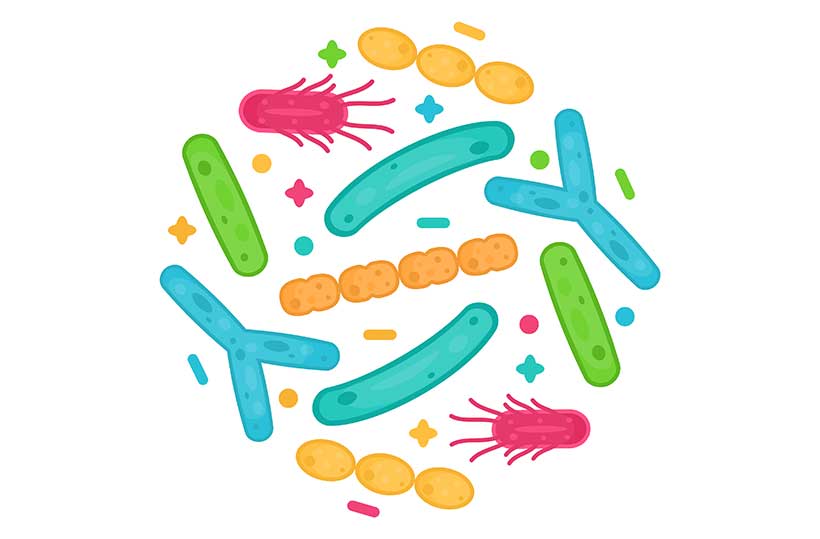 Probiotische Nuttige Bacteriën.