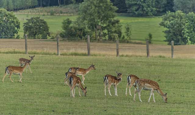 Deer Grazing On Fresh Pasture.