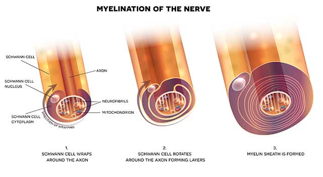 An Illustration Showing Myelination of Nerves and the Myelin Sheath.