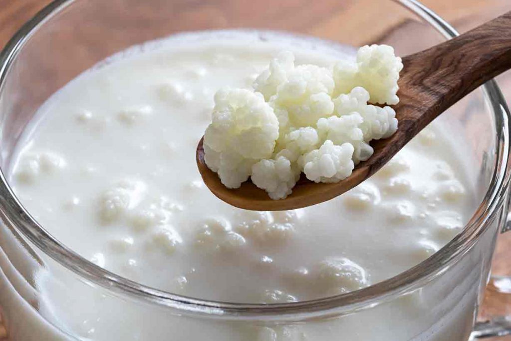 Kefir Grains In a Glass of Milk.