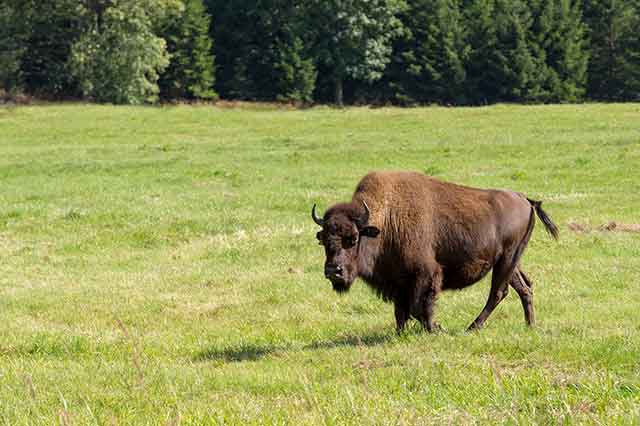 American Bison (Buffalo) In a Field Grazing On Pasture.