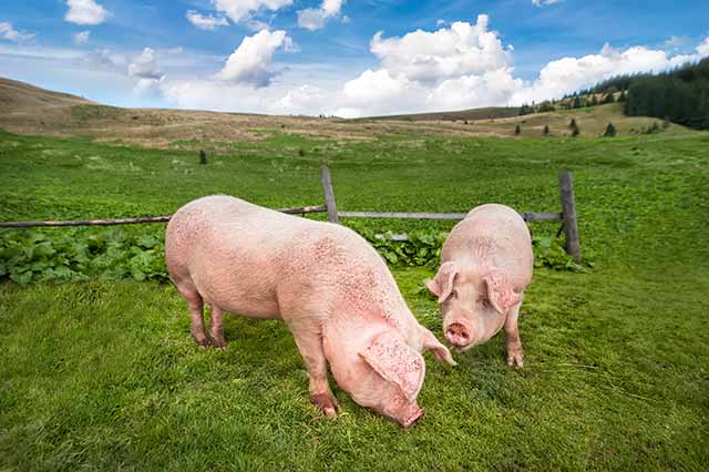 Free Range Pigs Grazing On Fresh Pasture Outdoors.