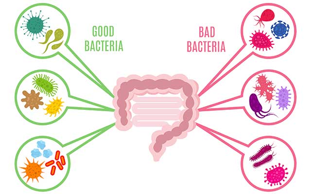 Illustration Showing Good and Bad Bacteria (Gut Microbiota).