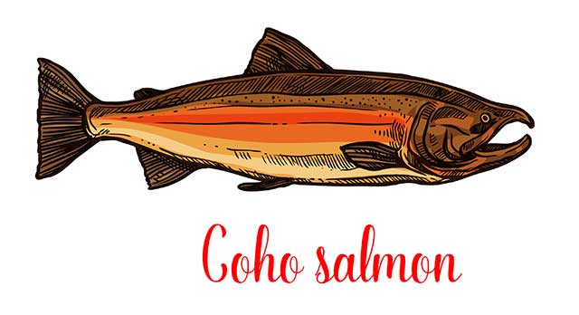 Illustration of a Coho Salmon Fish.