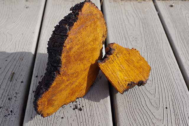 A Large Chunk of Dried Chaga Mushroom.