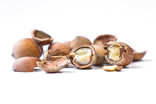 Fresh Wild Hazelnuts - In Their Shells and Kernels.