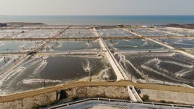 A Large Asian Shrimp Farm.