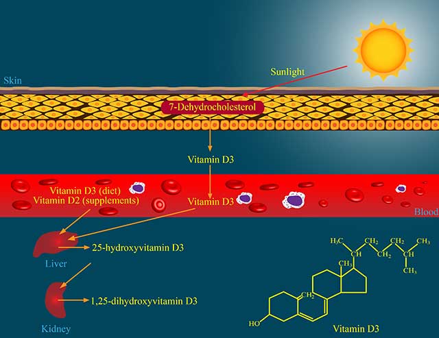 Diagram Explaining Vitamin D Metabolism Through Skin Exposure To Sunlight.