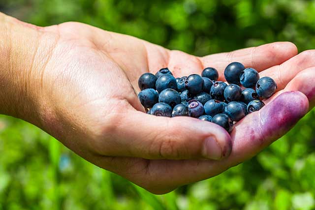 Handful of Small Freshly Picked Wild Blueberries.