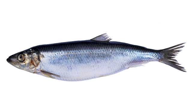 A Herring Fish.