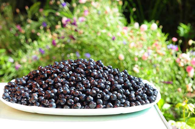 A Plate Full of Small Fresh Wild Berries. In the Countryside.