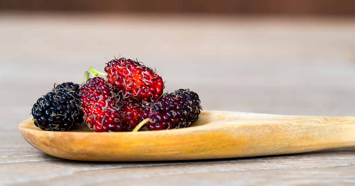 Mulberry Fruit Nutrition Facts and Health Benefits Nutrition Advance