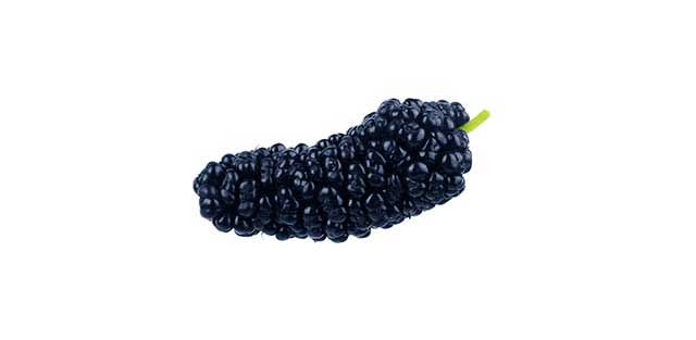 Single Fresh Black Mulberry Fruit.