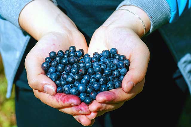 Two Cupped Hands Full of Small Wild Blueberries.