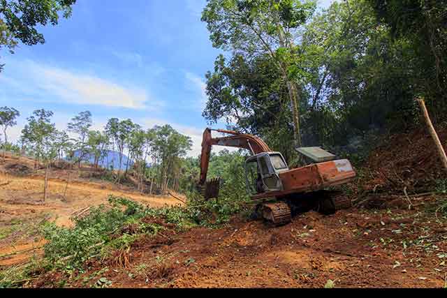 Borneo Tropical Rainforest Deforestation For Palm Oil Plantations.