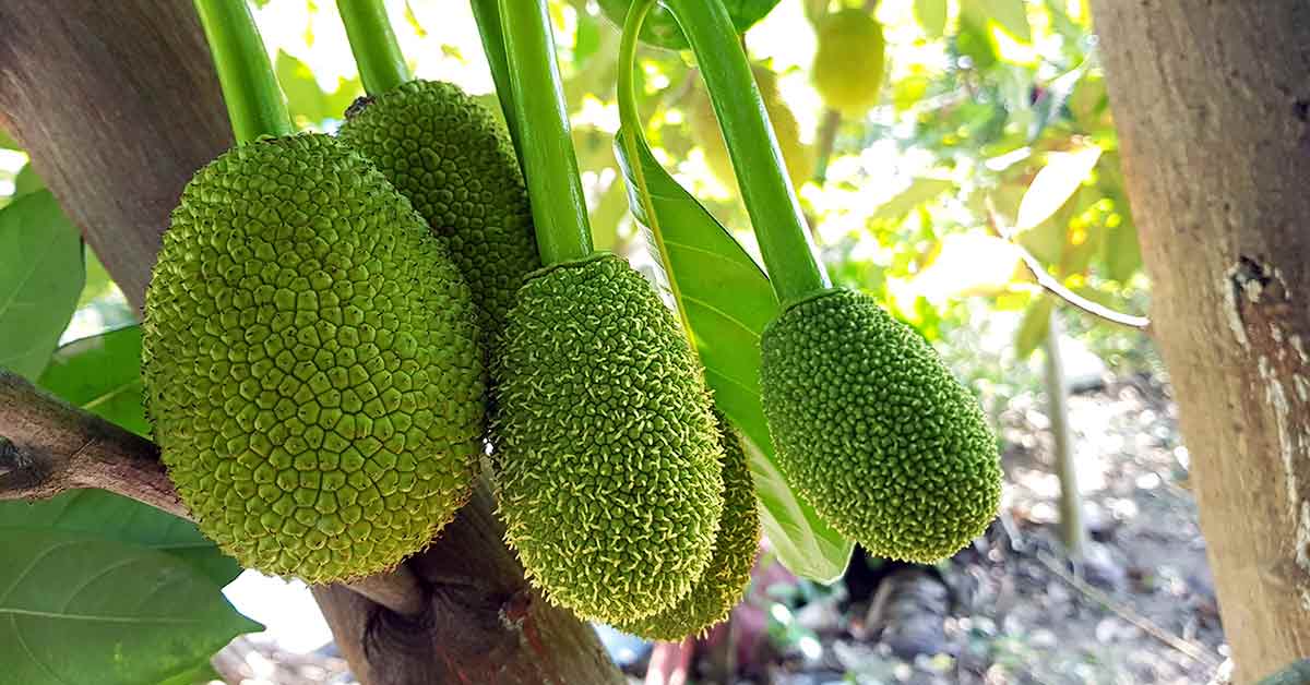What Is Jackfruit And Is It Good For You Nutrition Advance