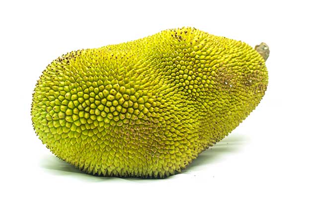 Large, Green, and Spiky Jackfruit (The World's Largest Fruit).